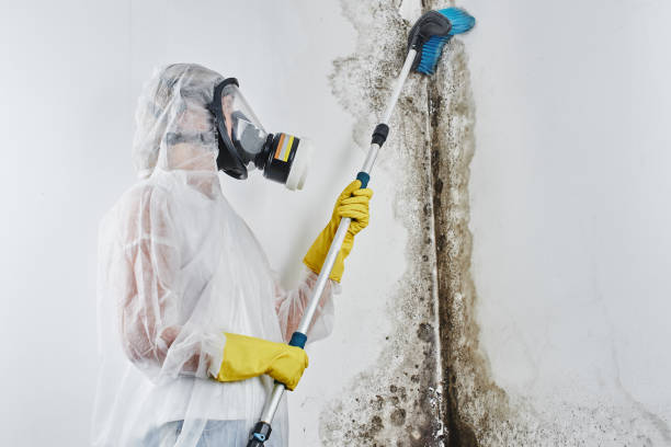 Truckee, CA Mold Inspection, Removal & Remediation Company